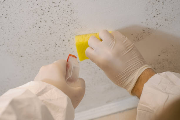 Best Attic Mold Removal  in Cranford, NJ