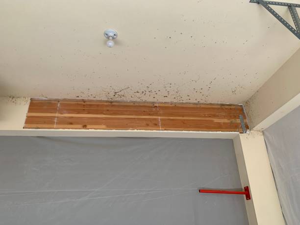 Best Emergency Mold Remediation  in Cranford, NJ